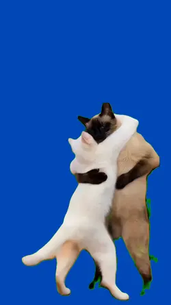 Gatos bailando
