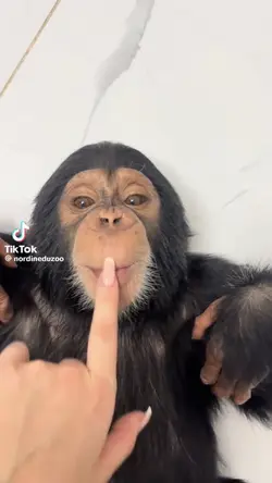 Cute monkey 
