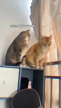 TREND JJ KUCING 