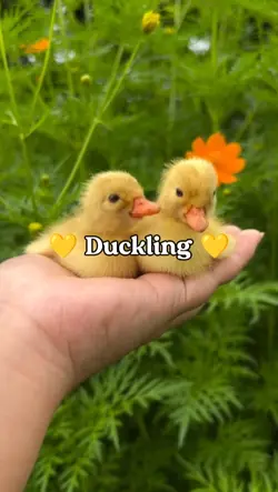Duckling <3