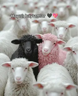 hayırlı bayramlar