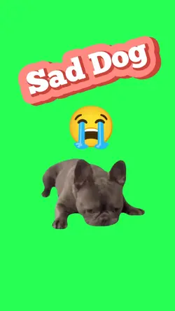 sad dog 