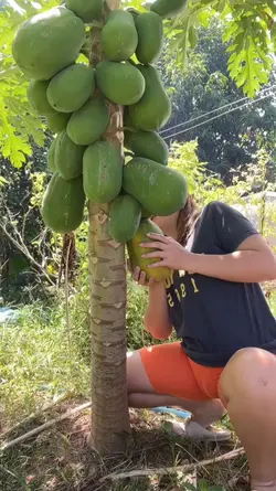 metik pepaya