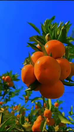 HD JERNIH 
