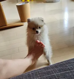 いいね返しとかに使ってみてください!