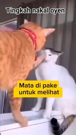 kucing lucu dan geme