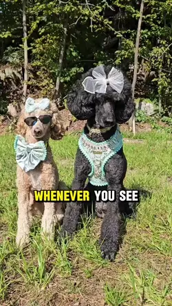 best friends joke