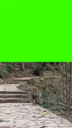 monkey running trend