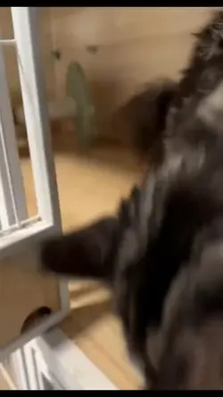 core 1 video 