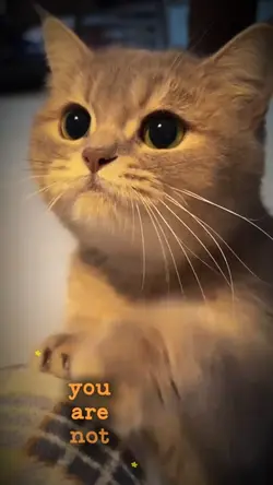 My cute Cat