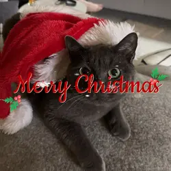 Merry Christmas 🎄