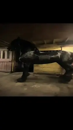 cavalos pretos