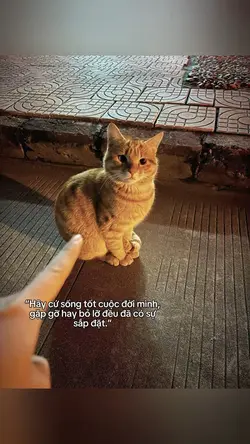 Caption + Màu