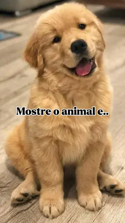Animalzinho✨🫶🏻