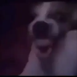 laugh dog funny