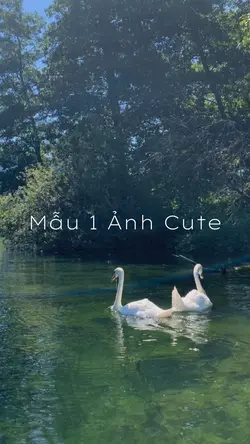 Mẫu 1 Ảnh Cute