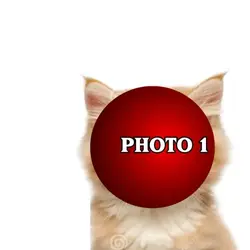 Cat video