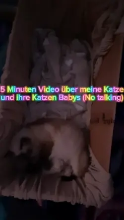 Baby Katzen Video
