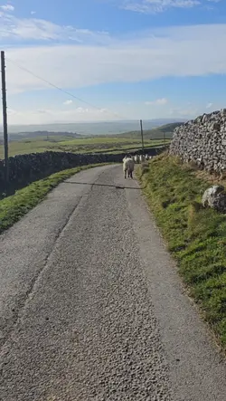 Sheepdog