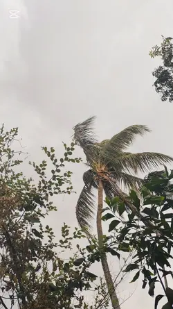 বৃষ্টি আসার আগে।।