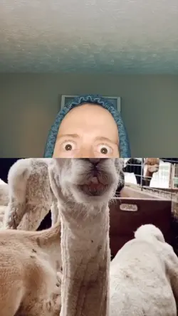 Duet with camel