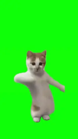kucing green screen