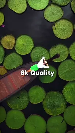 8K Quality 