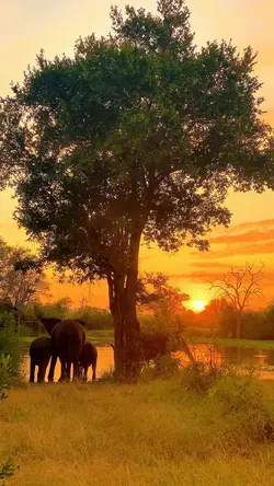 safari