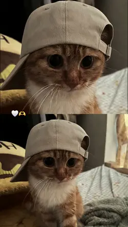 fofinho