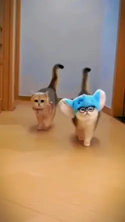 Slowmo Kucing