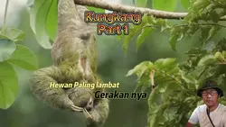 Kungkang
