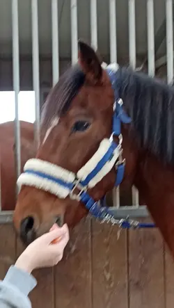 Un peu d'amour 