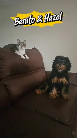 Cat & Dog template 