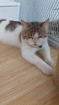 capeknya