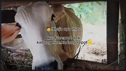 peternaksapi