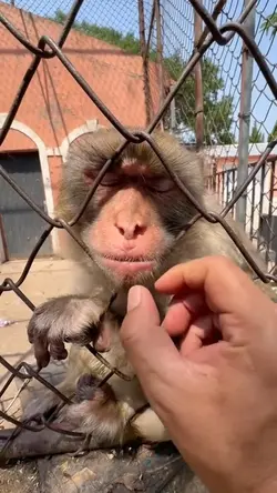 monkey kiss hook