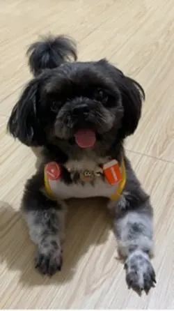 Dog shihtzu drama