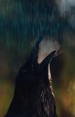 Raven Spirit