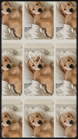 Cute Dog
