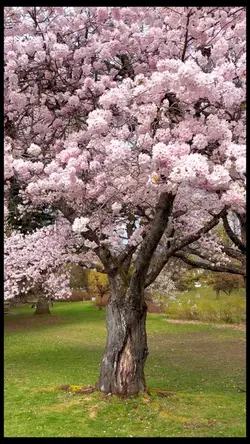 Cherry Blossoms 