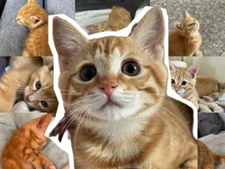 mon moment chat