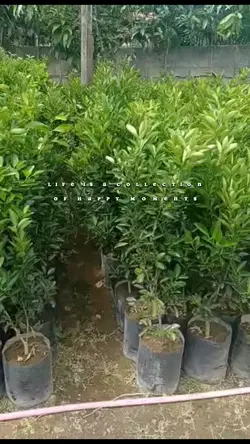 Grow Positive Though