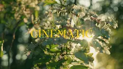CINEMATIC
