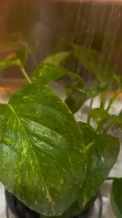 Watering Plants