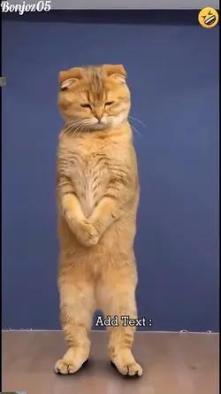 Funny Cat