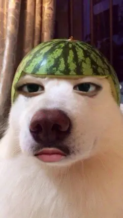 9 ảnh meme 