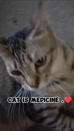 Cat is Medicine 