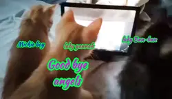 furbabies goodbye 