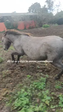 naninaninana 