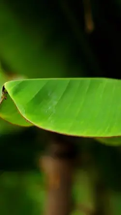 Dahon na laya
